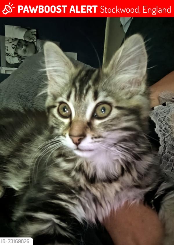 Lost Female Cat last seen Stockwood Woods near mansion Close, Stockwood, England 