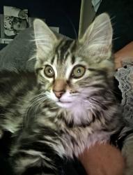 Lost Female Cat last seen Stockwood Woods near mansion Close, Stockwood, England 