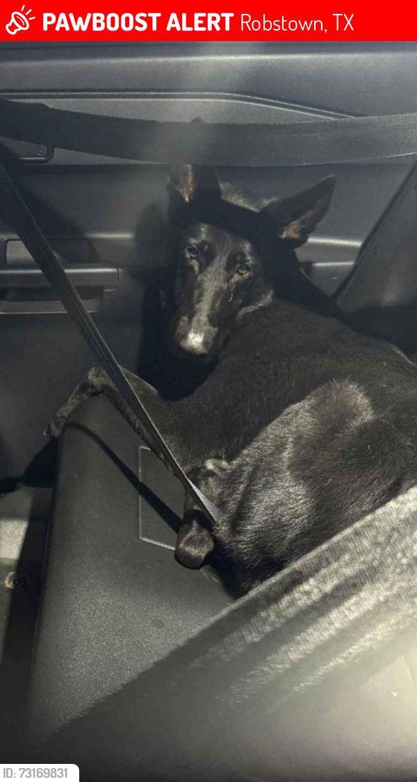 Lost Female Dog last seen Cr 36n 77, Robstown, TX 78380