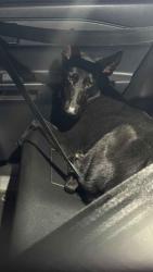 Lost Female Dog last seen Cr 36n 77, Robstown, TX 78380