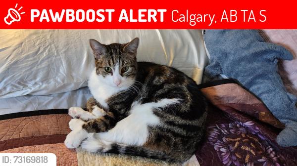 Lost Male Cat last seen Edgemont Athletic, Calgary, AB T3A 2S5