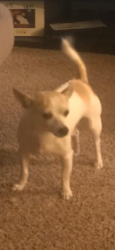 Lost Male Dog last seen Near Evanston Ave N Seattle, WA 98103 United States, Seattle, WA 98103