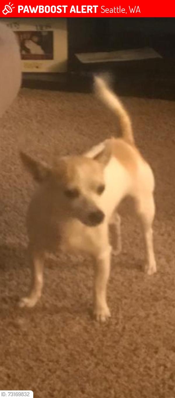 Lost Male Dog last seen Near Evanston Ave N Seattle, WA 98103 United States, Seattle, WA 98103