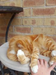 Found/Stray Male Cat last seen East hills, NSW 2213, East Hills, NSW 2213