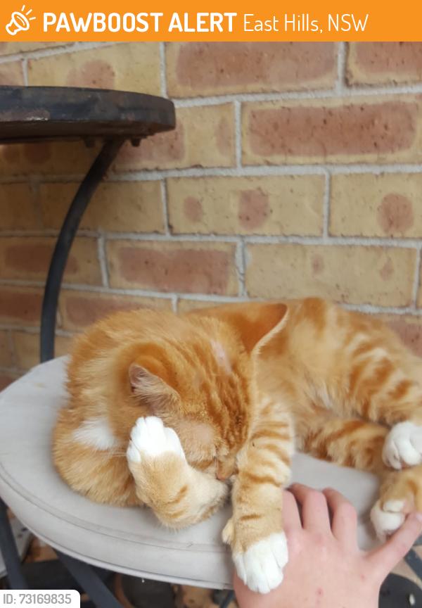 Found/Stray Male Cat last seen East hills, NSW 2213, East Hills, NSW 2213
