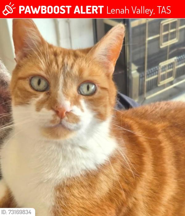 Lost Male Cat last seen Augusta road and edge avenue, 150 Augusta Road, Lenah Valley, Lenah Valley, TAS 7008