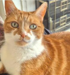 Lost Male Cat last seen Augusta road and edge avenue, 150 Augusta Road, Lenah Valley, Lenah Valley, TAS 7008
