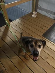 Found/Stray Male Dog last seen Lower Woosley rd. Past the target distribution center, Hampton, GA 30228