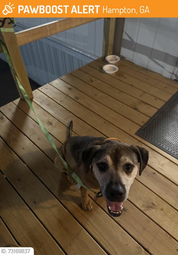 Found/Stray Male Dog last seen Lower Woosley rd. Past the target distribution center, Hampton, GA 30228