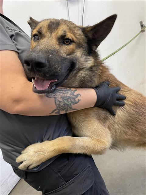 Shelter Stray Male Dog last seen Near BLOCK E PERALTA WAY, FRESNO CA 93703 3144, 5277 E Airways Blvd, Fresno, CA 93727, USA