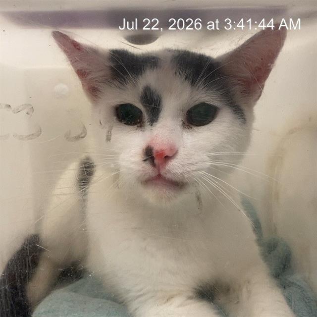 Shelter Stray Male Cat last seen Near, 2600 S Harding St, Indianapolis, IN 46221, USA