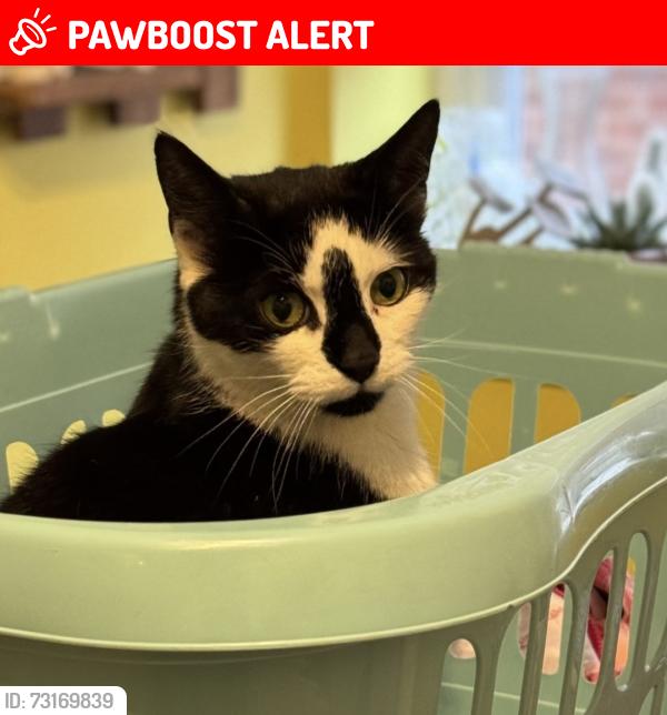 Lost Male Cat last seen Whitwood grave yard, West Yorkshire, England WF10 5NT