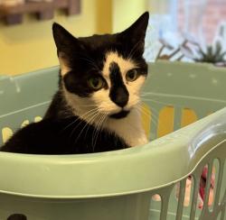Lost Male Cat last seen Whitwood grave yard, West Yorkshire, England WF10 5NT