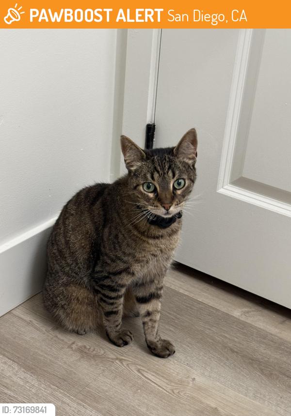 Found/Stray Unknown Cat last seen 4th and grape, San Diego, CA 92103