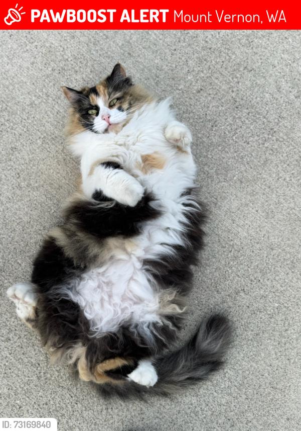 Lost Female Cat last seen Bulltrout LN, Mount Vernon, WA 98274