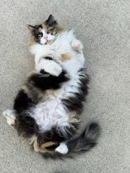 Lost Female Cat last seen Bulltrout LN, Mount Vernon, WA 98274