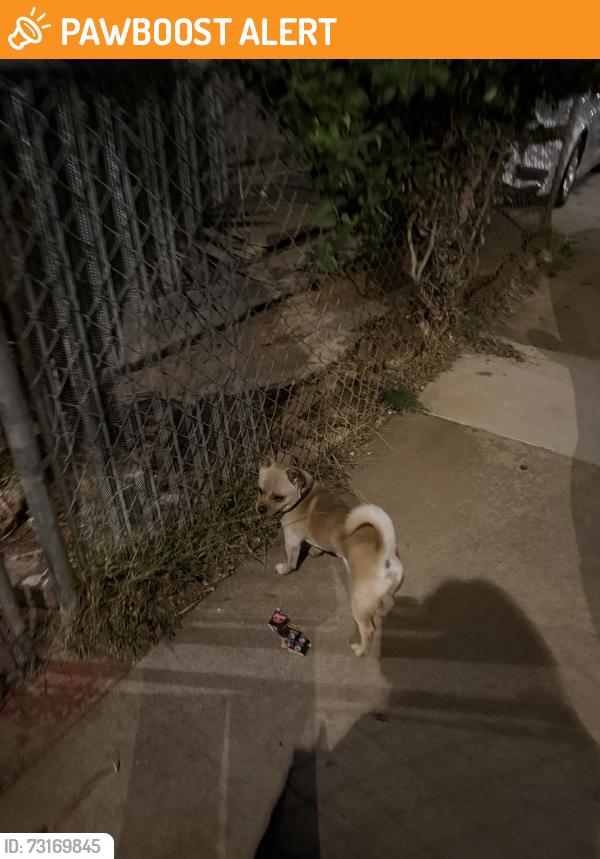 Found/Stray Male Dog last seen E 6th st mcdonell, East Los Angeles, CA 90022