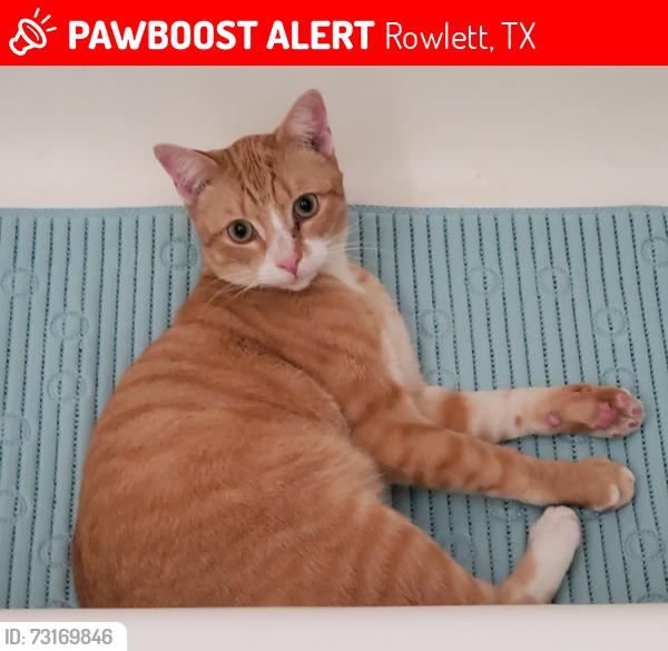 Lost Male Cat last seen Cheyenne dr. and Miller rd, Rowlett, TX 75088