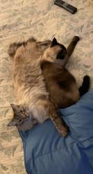 Lost Male Cat last seen Union ave, Los Gatos, CA 95032