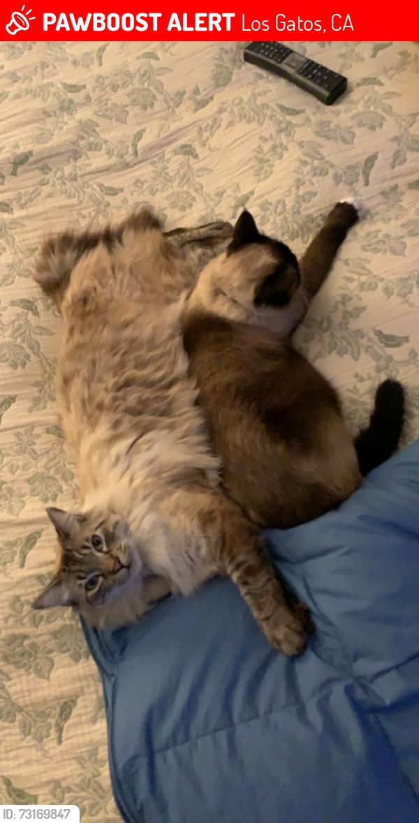Lost Male Cat last seen Union ave, Los Gatos, CA 95032