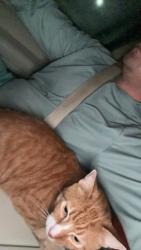 Reunited Male Cat last seen Ponce Inlet Reserve, on the trail, Ponce Inlet, FL 32127