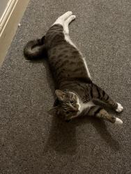 Lost Male Cat last seen Paulsgrove Road, Portsmouth, England PO2 7HR
