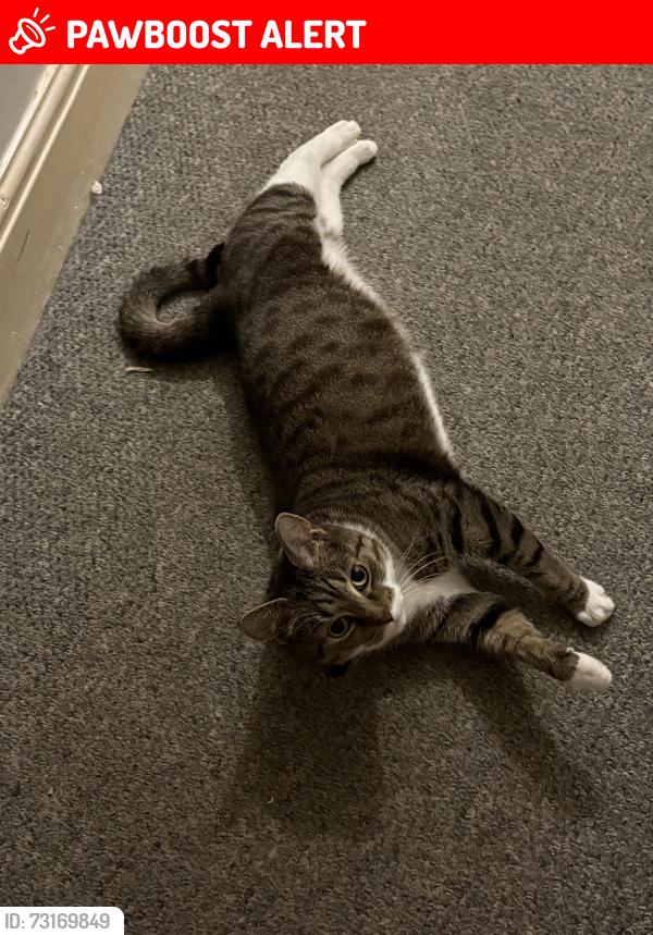 Lost Male Cat last seen Paulsgrove Road, Portsmouth, England PO2 7HR