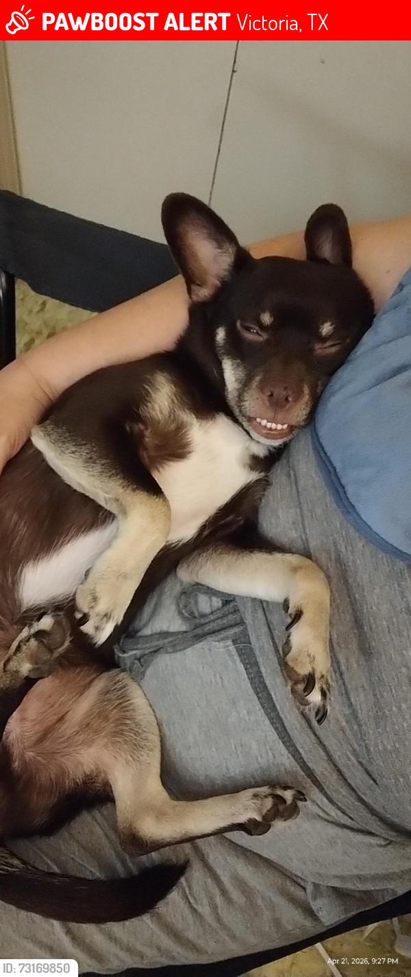 Lost Male Dog last seen Nueces/Glass street /Main street/Rio grande, Victoria, TX 77901