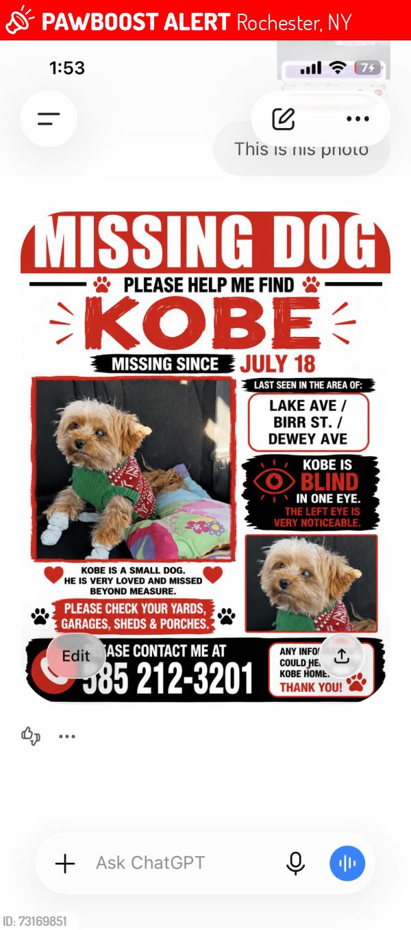 Lost Male Dog last seen Birr St., Rochester, NY 14617