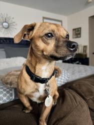 Lost Male Dog last seen Near S W 269 Ter, Homestead, FL 33032