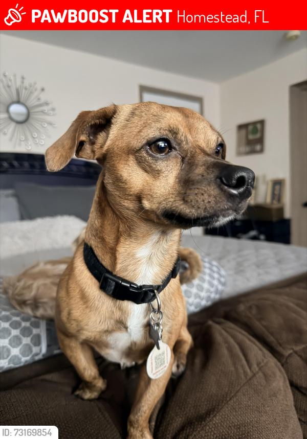 Lost Male Dog last seen Near S W 269 Ter, Homestead, FL 33032