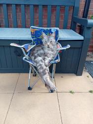 Reunited Male Cat last seen Piano mews, West Northamptonshire, England 