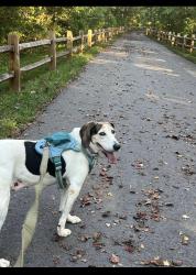 Reunited Female Dog last seen Norwood and Hanover Streets, Shelby, NC 28150