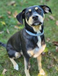 Reunited Female Dog last seen Howenstine Dr SE, Ohio 44626, USA, Stark County, OH 44626