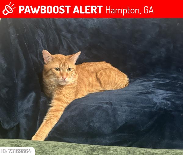 Lost Male Cat last seen Kimberly Wy, Hampton,, Hampton, GA 30228