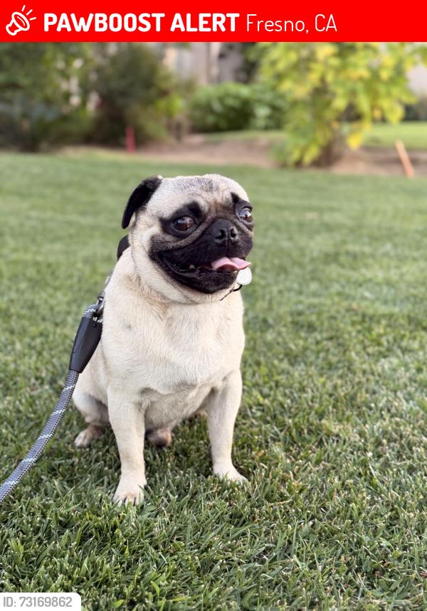 Lost Male Dog last seen Church & peach, Fresno, CA 93725