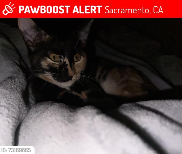 Lost Female Cat last seen The phoenix apmts, Sacramento, CA 95826