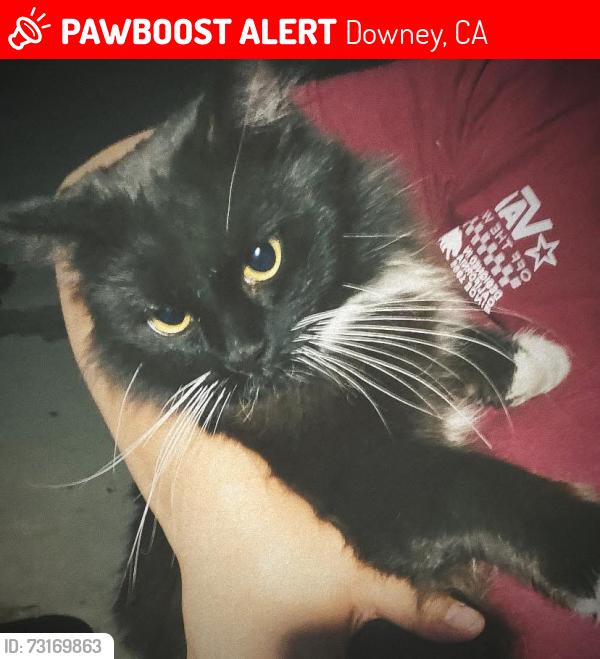 Lost Male Cat last seen Bellflower and Lakewood, Downey, CA 90241