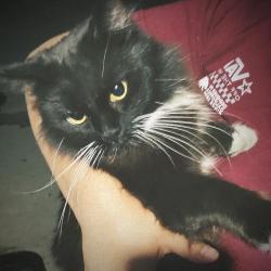 Lost Male Cat last seen Bellflower and Lakewood, Downey, CA 90241