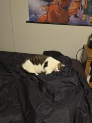 Reunited Female Cat last seen Five Seasons Trailer park, Cedar Rapids, IA 52402