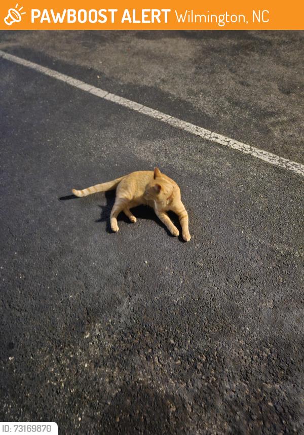 Found/Stray Unknown Cat last seen Azalea Trace cndmniums. behind the 700 building, Wilmington, NC 28405