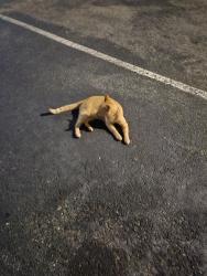 Found/Stray Unknown Cat last seen Azalea Trace cndmniums. behind the 700 building, Wilmington, NC 28405