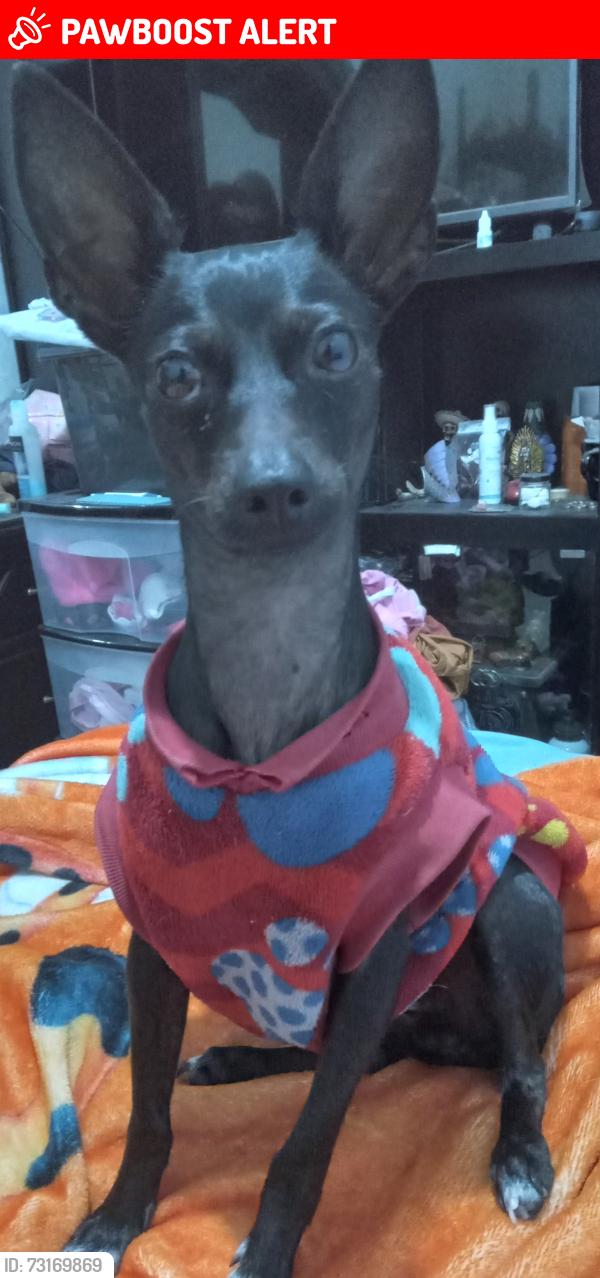 Lost Female Dog last seen Rotonda de Geo villas del sur San Ramón 3ra sección, Heroica Puebla de Zaragoza, Pue. 72490