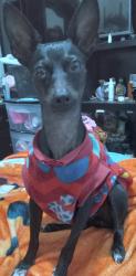 Lost Female Dog last seen Rotonda de Geo villas del sur San Ramón 3ra sección, Heroica Puebla de Zaragoza, Pue. 72490