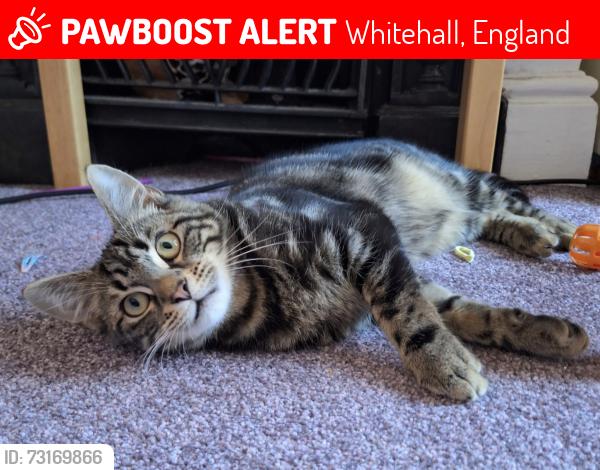 Lost Male Cat last seen St George Park Bristol, Whitehall, England 