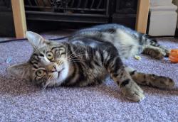 Lost Male Cat last seen St George Park Bristol, Whitehall, England 