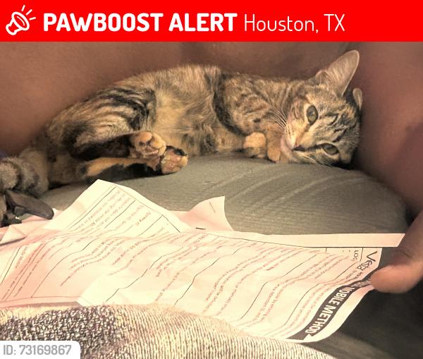 Lost Female Cat last seen Ella Crossing and Ella Blvd, Houston, TX 77090