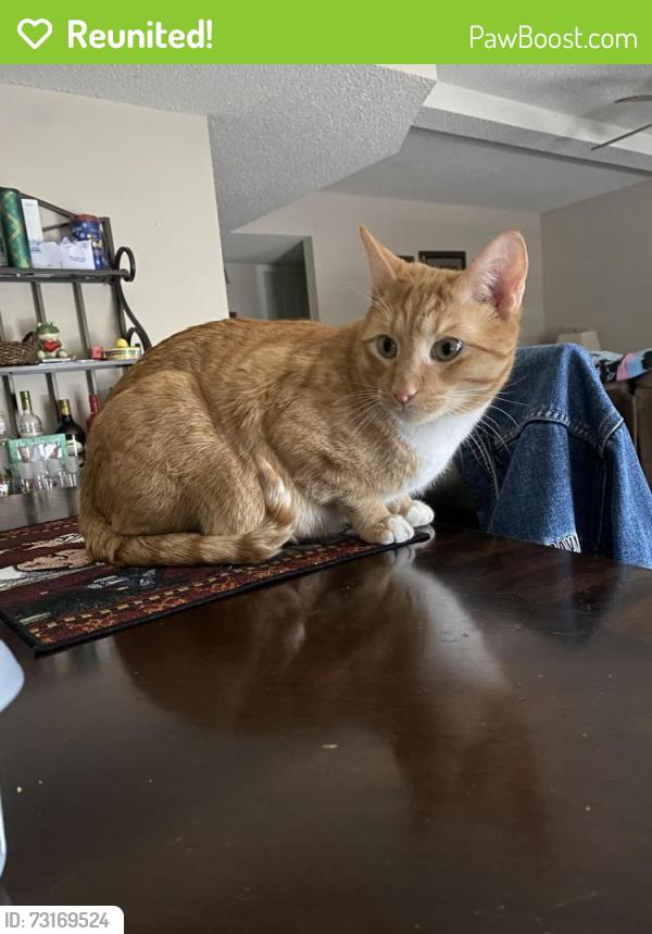 Reunited Male Cat last seen Firewood & Pebble Rock, El Paso, TX 79938