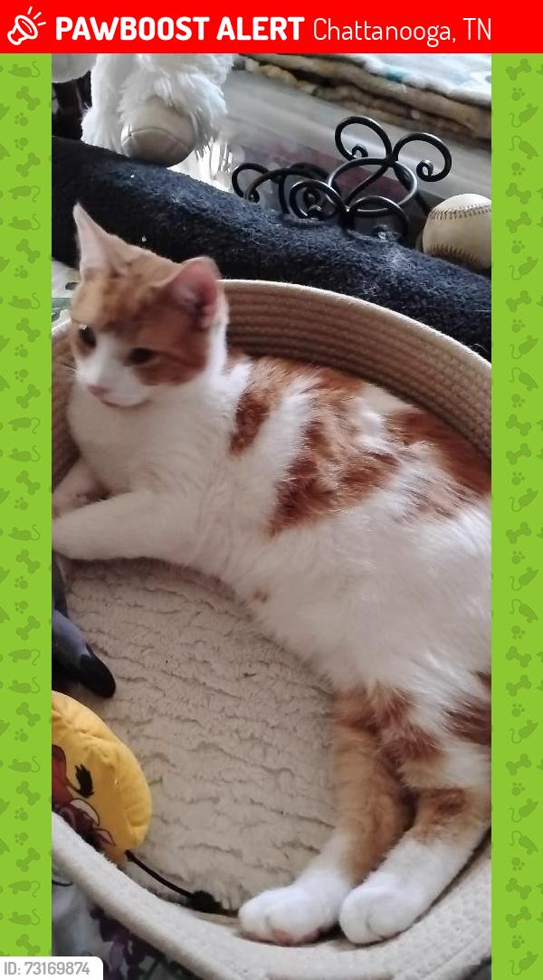 Lost Male Cat last seen Hewitt ave, Chattanooga, TN 37421