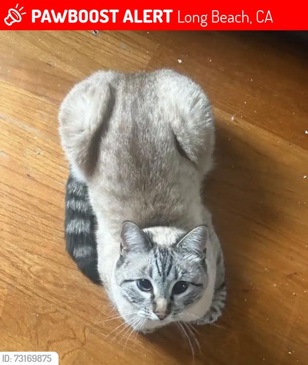 Lost Male Cat last seen Ricardo’s nursery, Long Beach, CA 90805